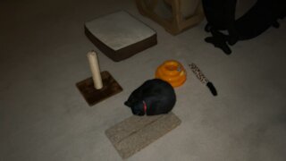 Cats at Home