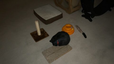 Cats at Home
