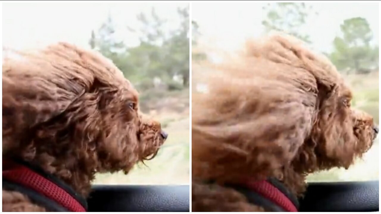 A dog enjoying a trip by peeking out of a car window | Cute Animal