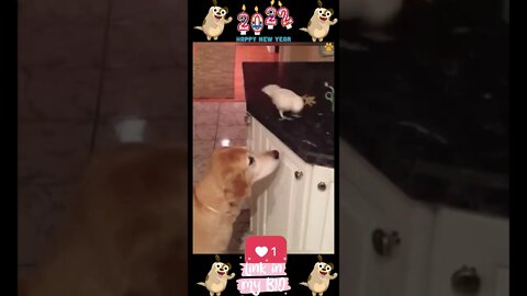 #13_😂🐶😂 #Baby #Dogs - #Cute and #Funny #Dog Video 😂🐶😂 (#2022)