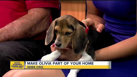 Rescues in Action: Olivia