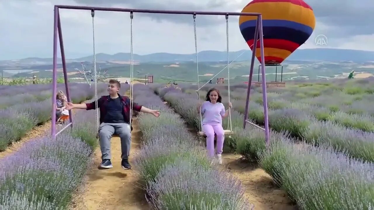 Purple colored lavender fields in Tekirdag attract visitors during the 3 weeks of blooming