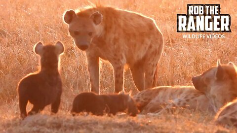 Hyena Den At Sunset | Maasai Mara Safari | Zebra Plains