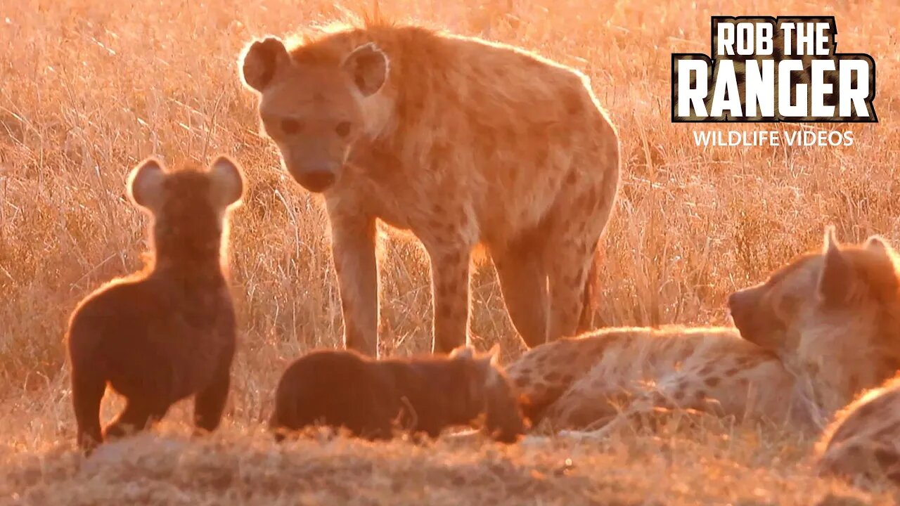 Hyena Den At Sunset | Maasai Mara Safari | Zebra Plains