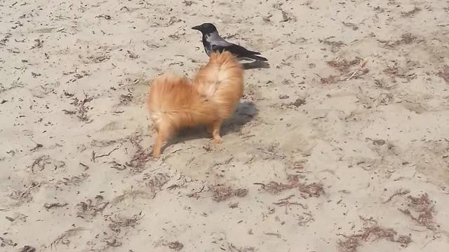 Incredible instant friendship between wild crow and dog