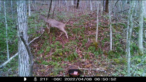 Deer and Racoons at the cabin