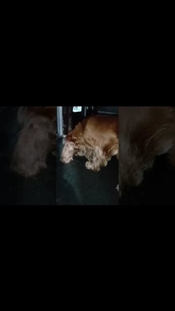 #dogshow , #animals , #dogs , #shorts