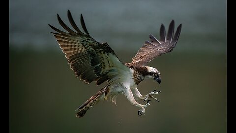 Eagle Hunting Fish