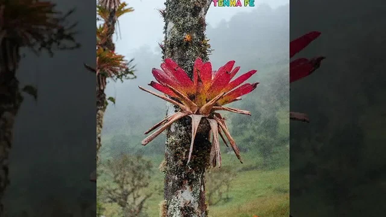A vitória é certa
