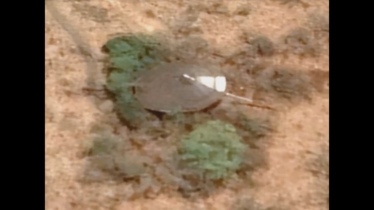 Crashed UFO in South Africa