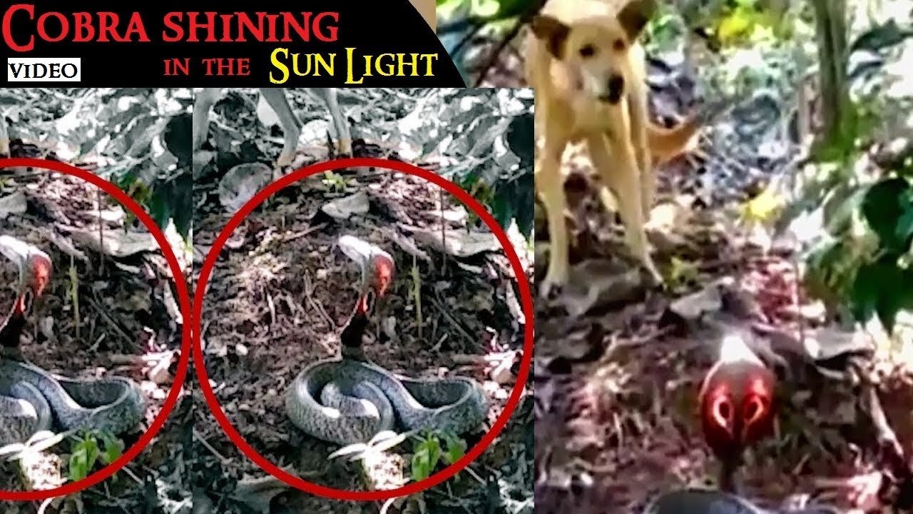 Spectacle mark of Cobra shining in the sun light_ super bark