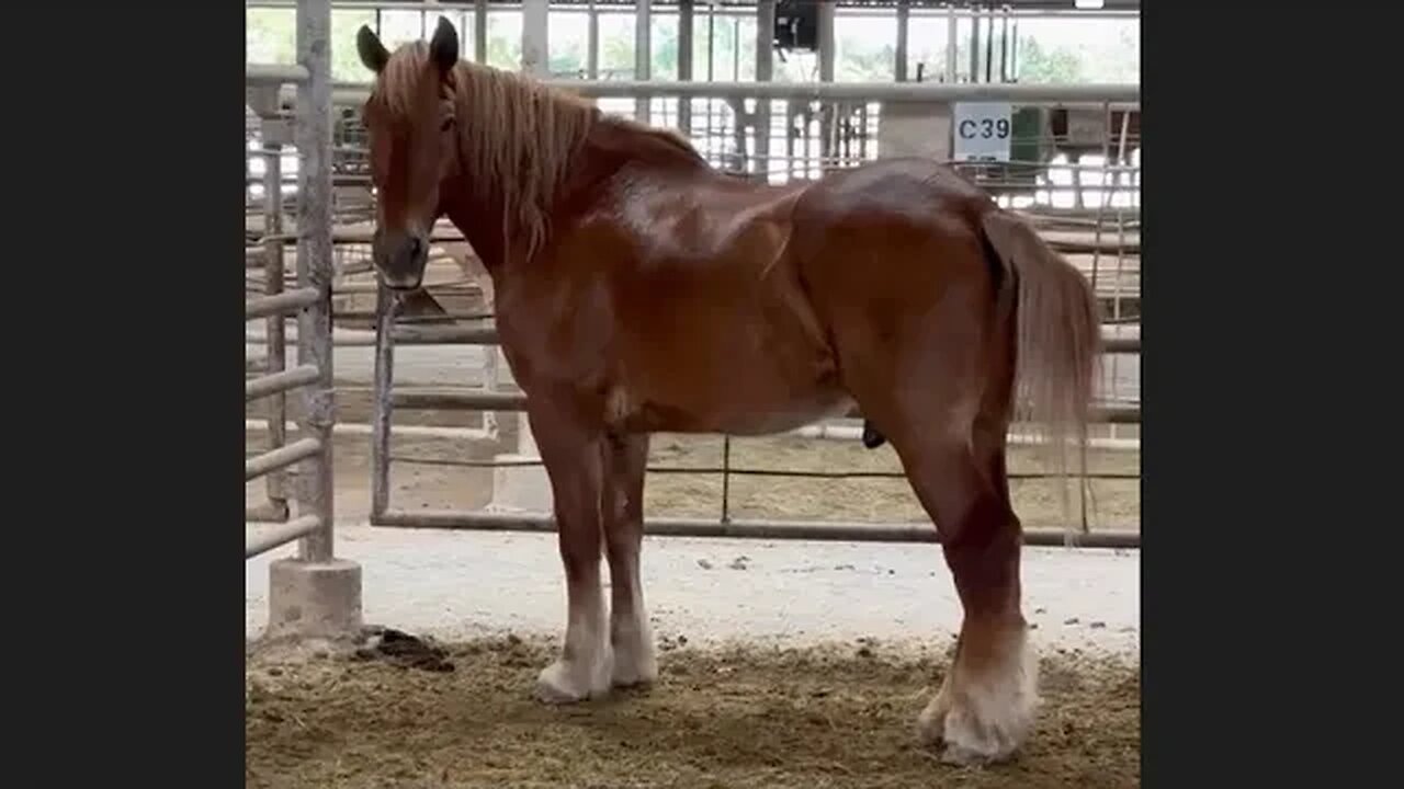 URGENT! Belgian Draft horse loaded on a truck to ship to slaughter pulled off at the last minute