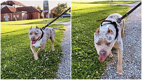 The Dog Enjoying his Morning Ride with a Beautiful Vibes