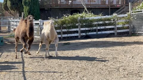 Milo learns about fences