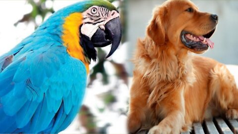 My African Grey, George, has fun with my canine|PARROT VIDEO CLIP OF THE DAY