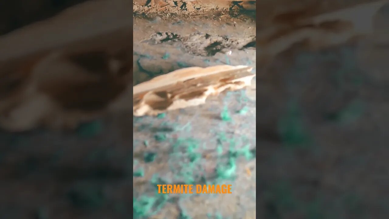 I found these termite tubes in the bathroom wall after I removed our flooring. #youtubeshorts