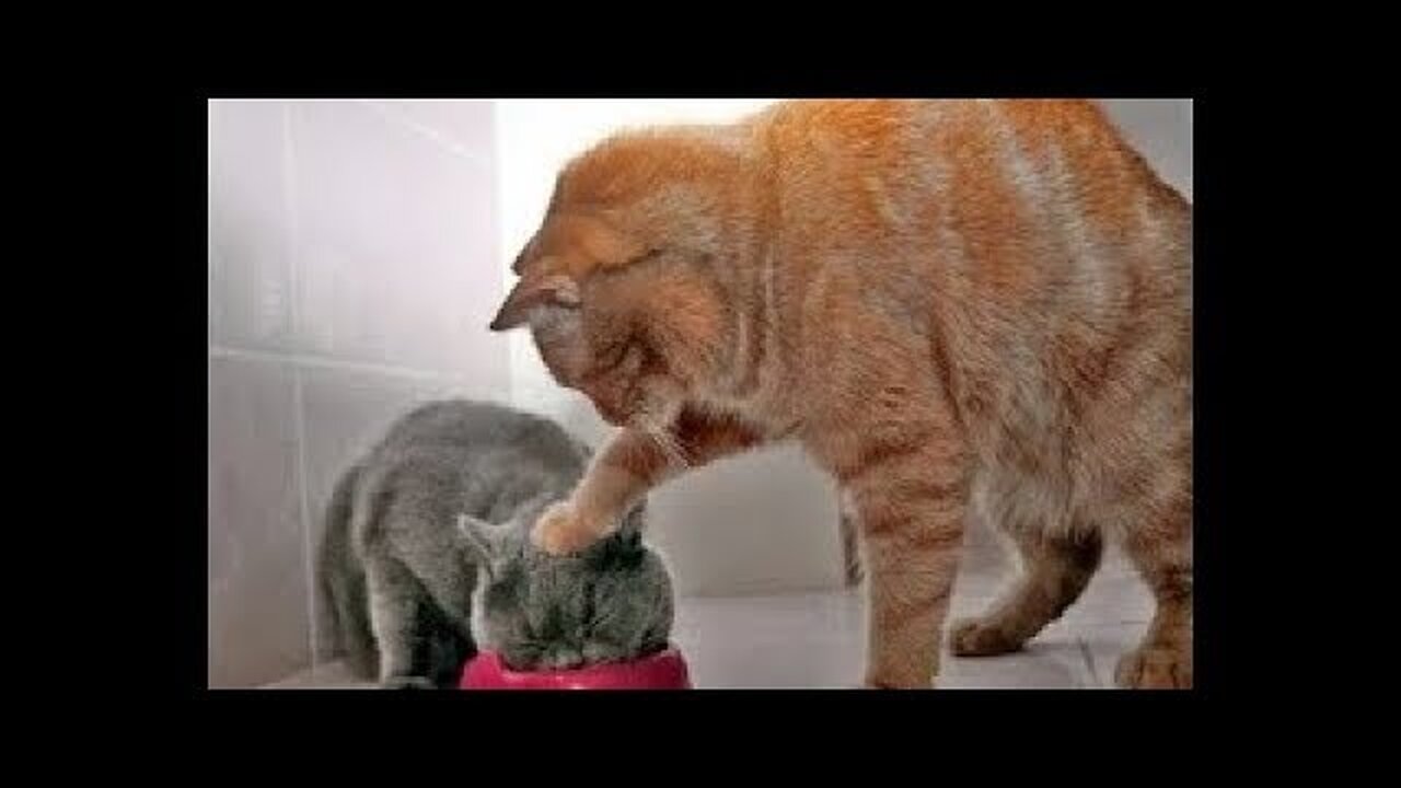 funny cat cute moment