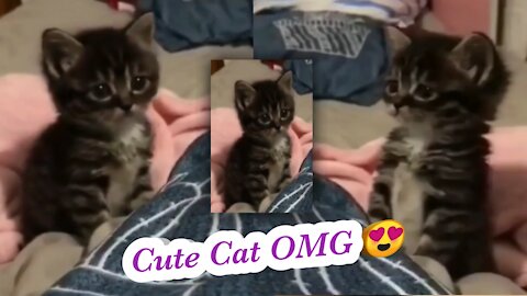 Cute Cat With Fun 🐱