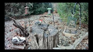 A Northern Flicker Visits the Feeder Followed by a Red-bellied Woodpecker