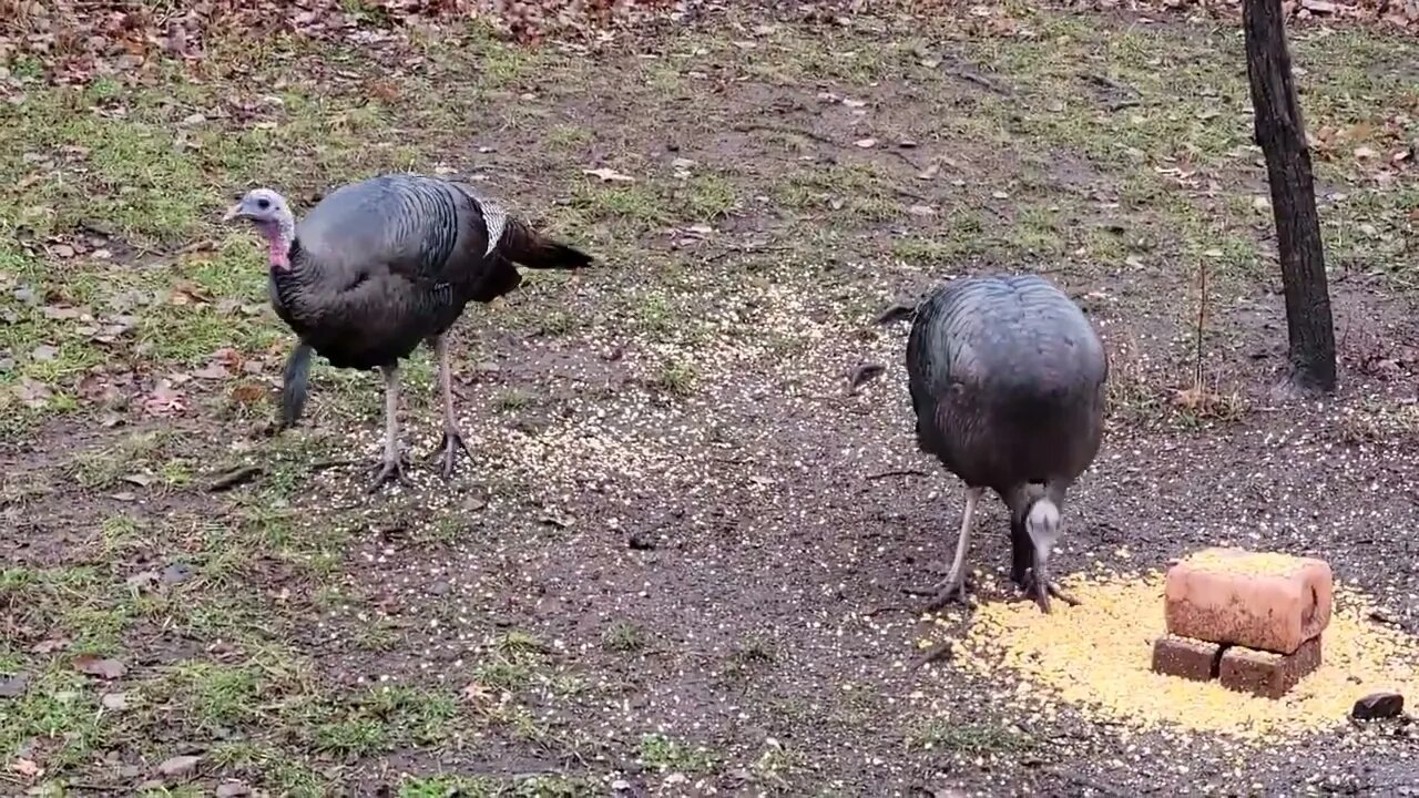 "Birthday News"🥳 from Pet Goose George