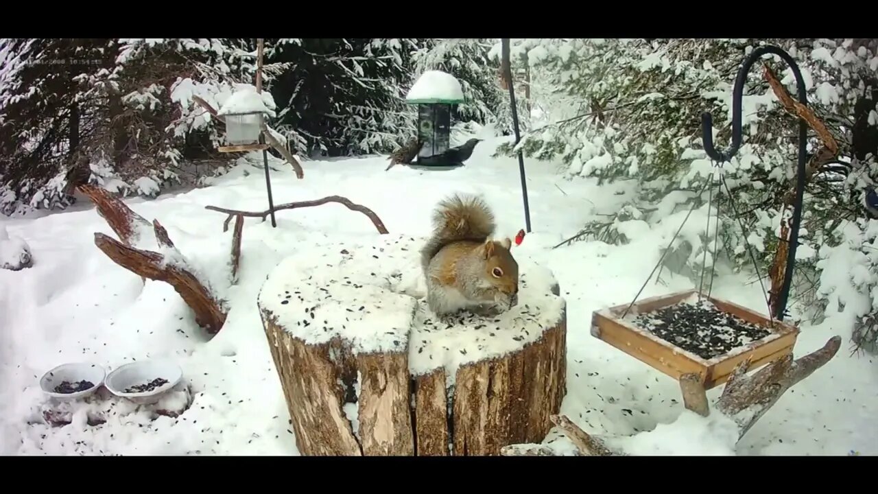 Wildlife Feeder Timelapse 2/3/22