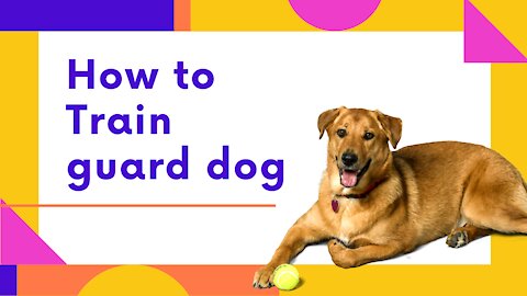 Dog training for a guard dogs step by step