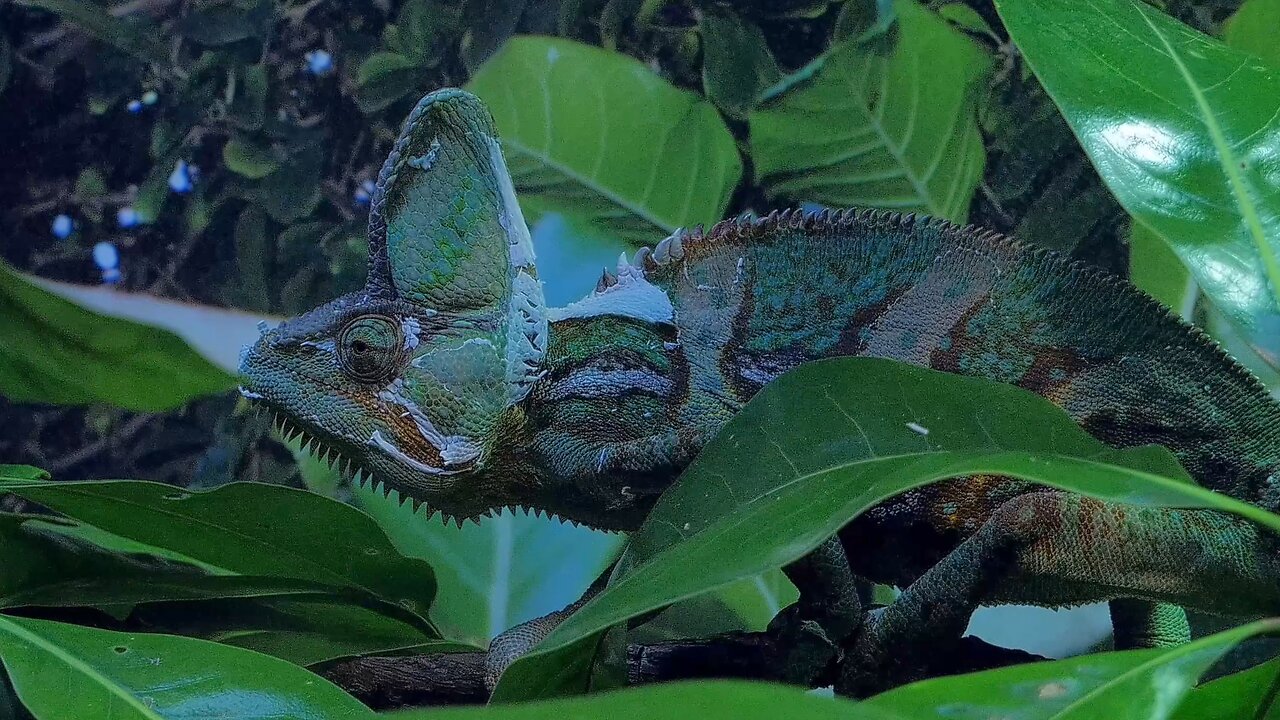 Veiled Chameleon Scanning Its Surroundings at Perth Australia