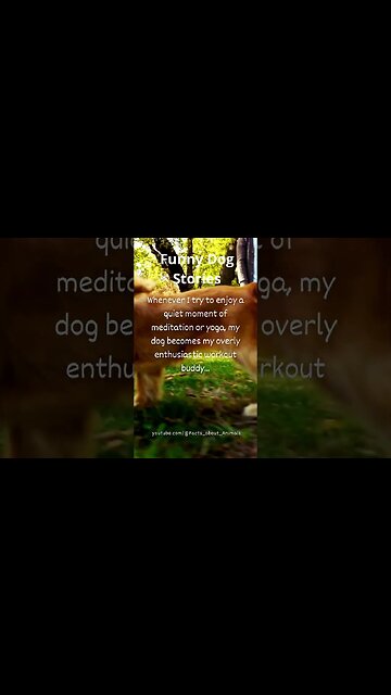 Hilarious Dog Moments: Laughter Guaranteed! 31