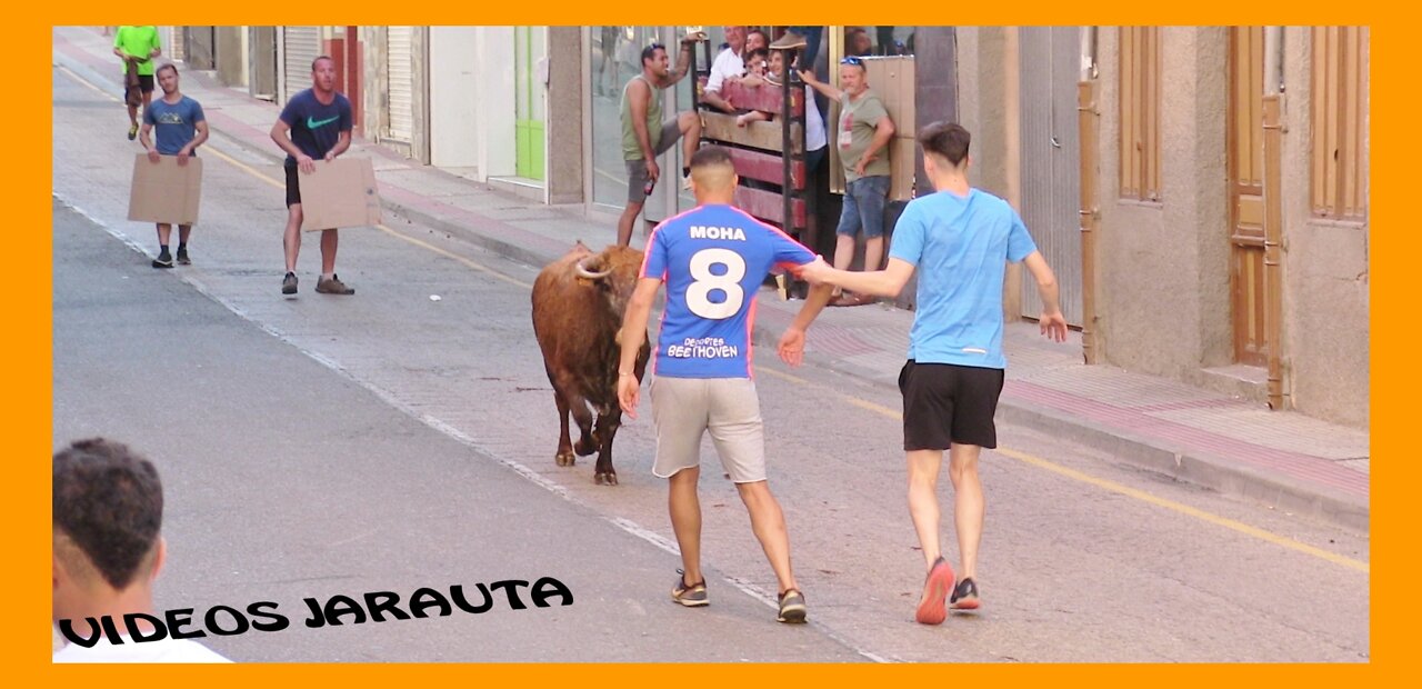 CERVERA DEL RIO ALHAMA ( LA RIOJA ) TARDE VACAS CALLE ( JUEVES 9 JUNIO 2022 ) MERINO