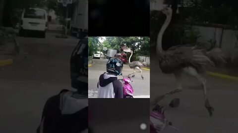 Tangina Has A Runnning Ostrich In QC