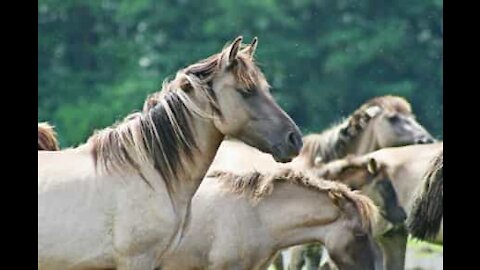 Incredibile: mandria di cavalli selvaggi attraversa una strada in Arizona