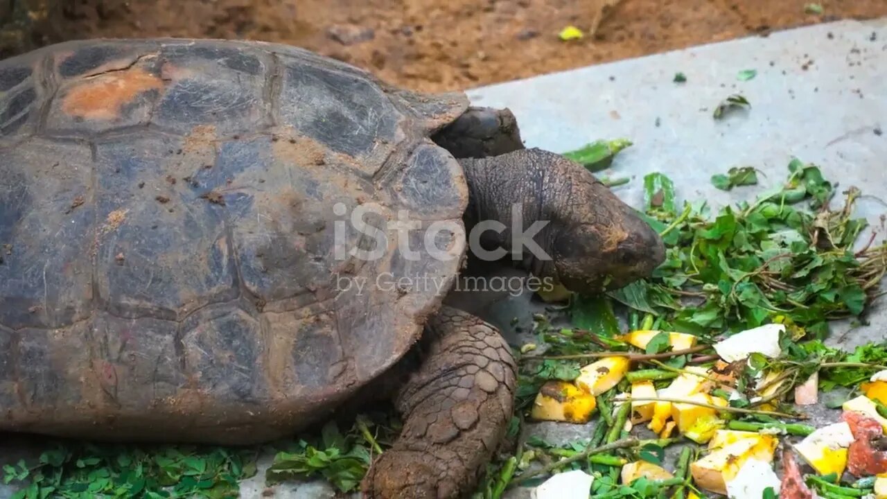 Eternal Youth: Animals with Remarkable Lifespans