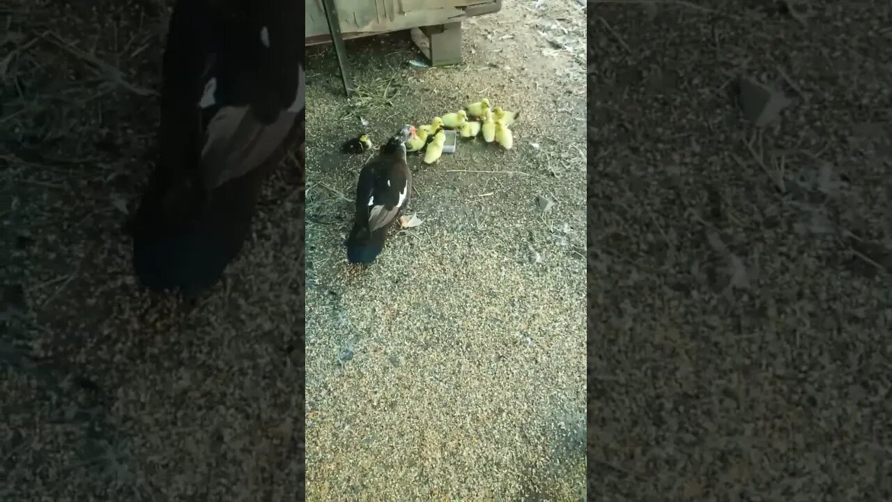 12 Muscovy Ducklings and their mother duck