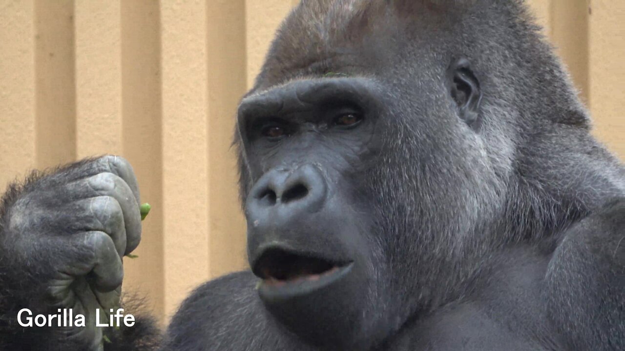 Dad Momotaro touched Genki's butt and was scolded @gorilla