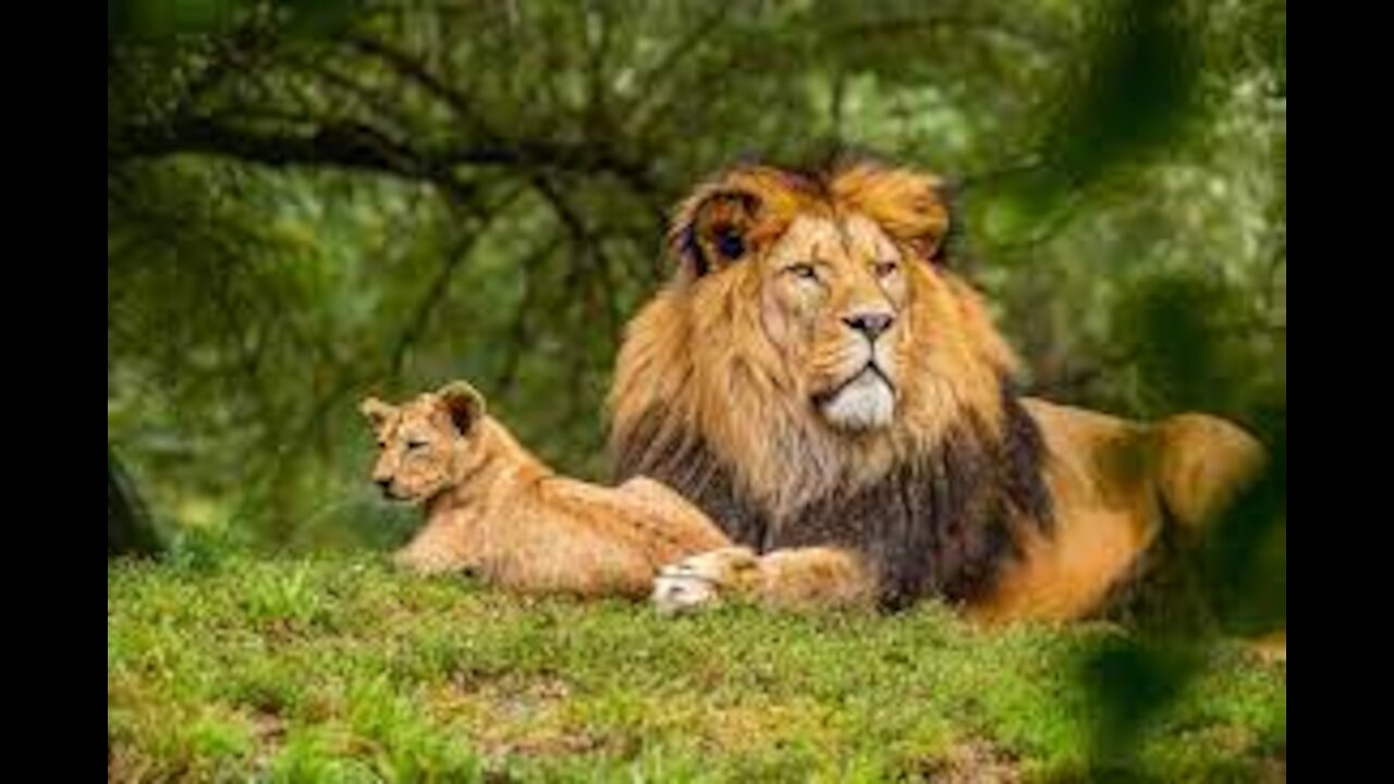 Wild Animals
