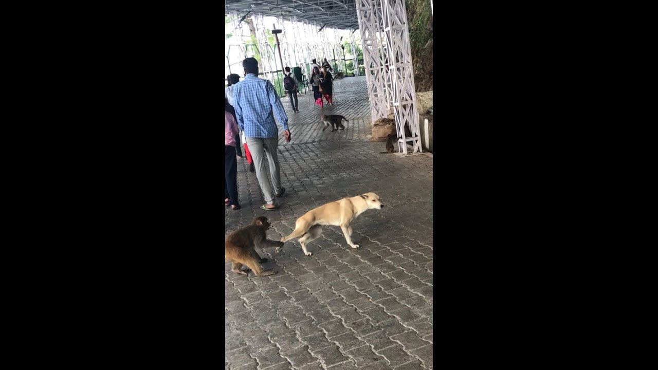 Monkey VS Dog Fighting || Please Watch Till End ||