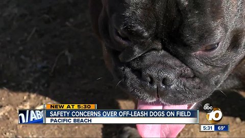 Safety concerns over off-leash dogs on field