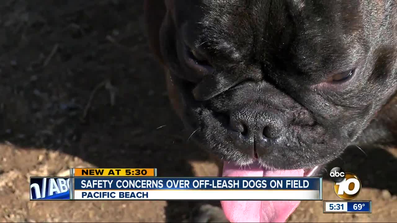 Safety concerns over off-leash dogs on field