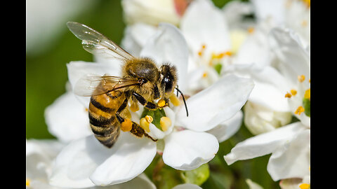 Beautiful Bee 🐝 And Beautiful Flower