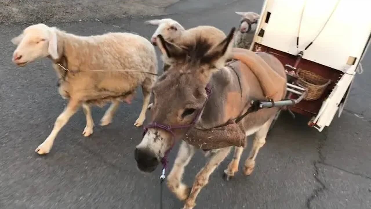 New Donkey Bolts With My Wagon!?