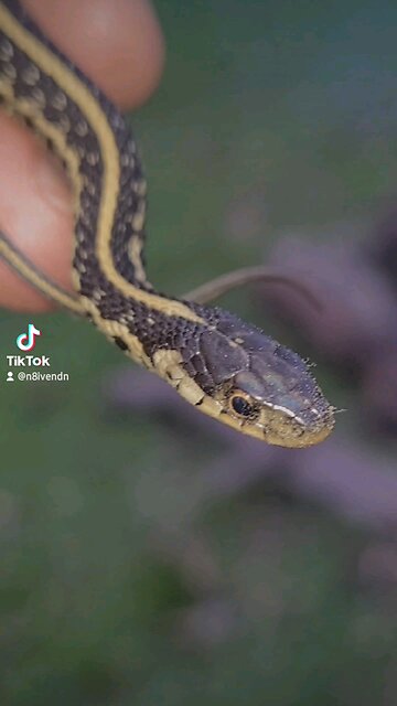 Sweet Dreams are made of these...