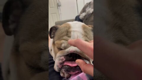 Why That Face 😛 #englishbulldog