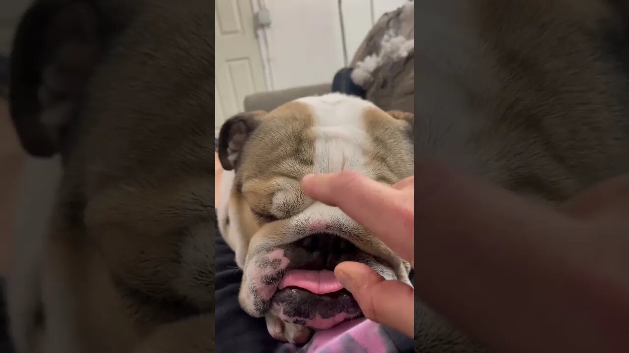Why That Face 😛 #englishbulldog
