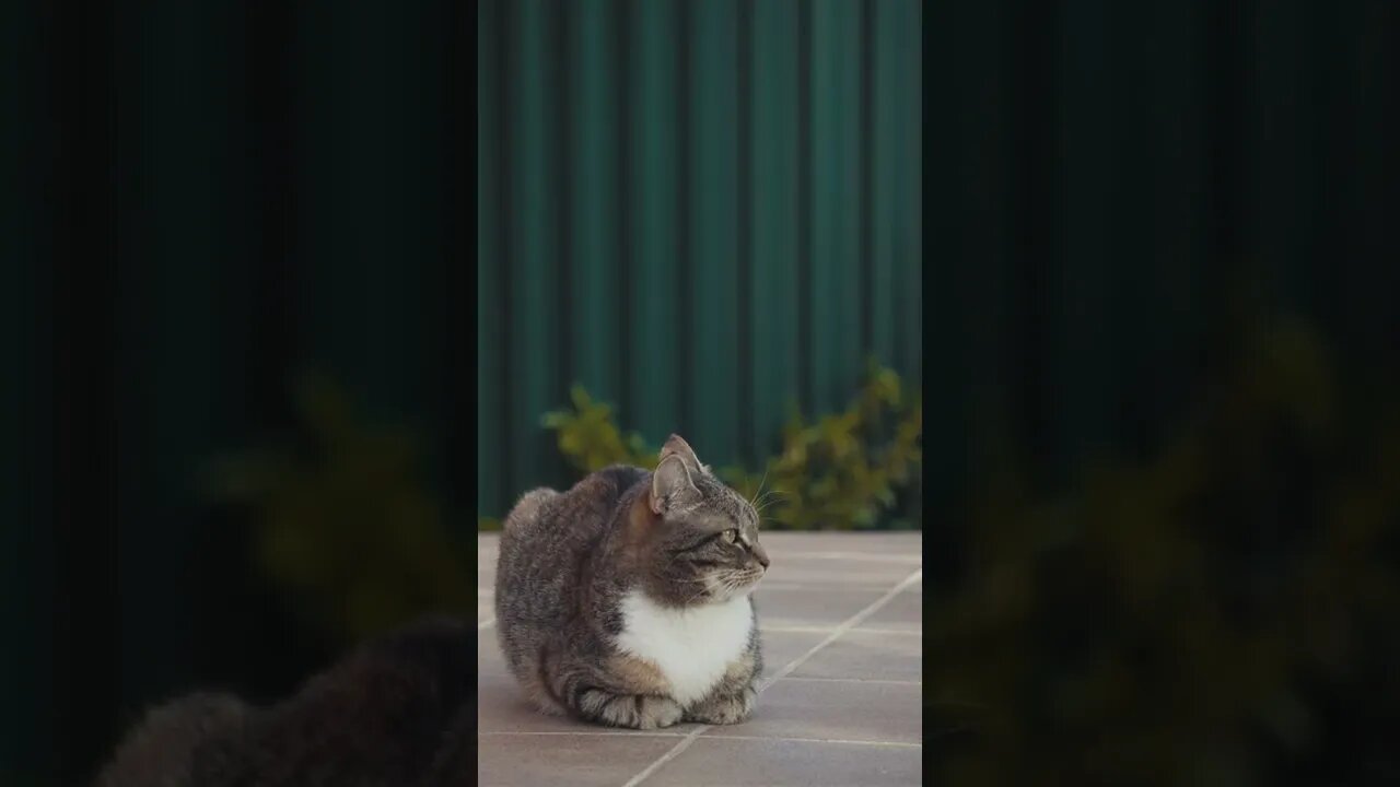 KUCING LUCU #PART 77