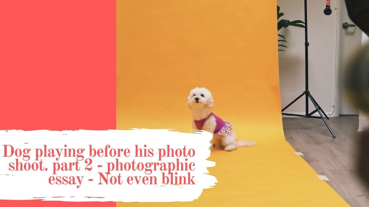 Dog playing before his photo shoot. part 2 - photographic essay - Not even blink
