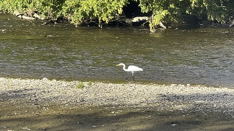 White Egret still fishing