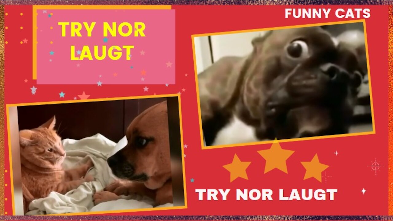 Funny and Fun Animals Try Not to Laugh ...