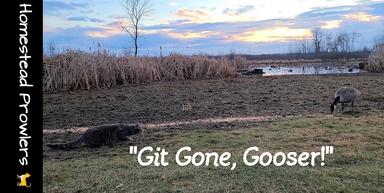 Homestead Cats Defend Driveway Against Pooping Geese and Deer