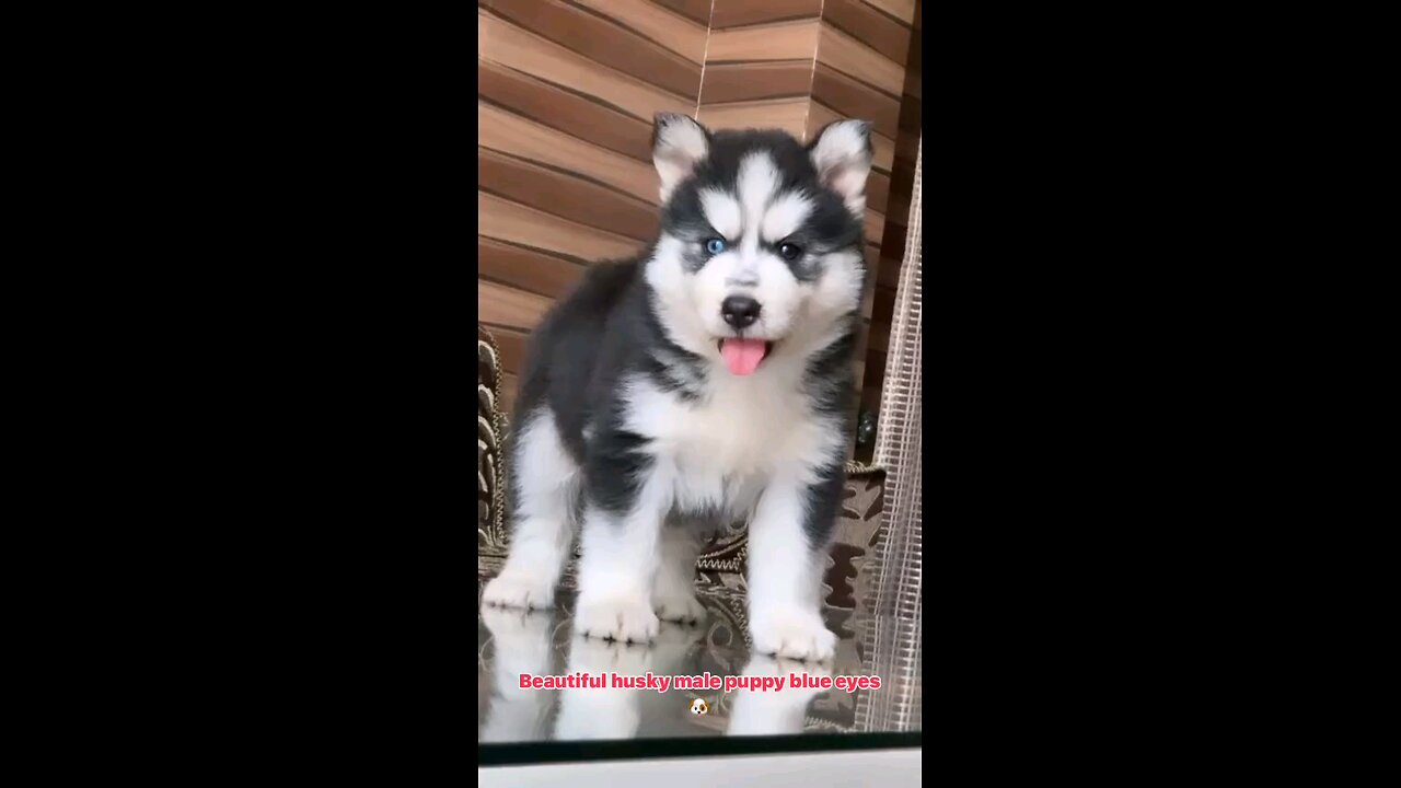 Husky male available