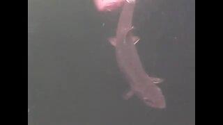 Ice Fishing-A Underwater Look At A Brook Trout Feeding.Relaxing